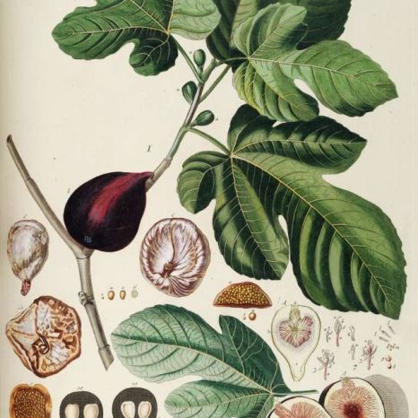 Detalle de una breva en la lámina botánica de la higuera (Ficus carica)